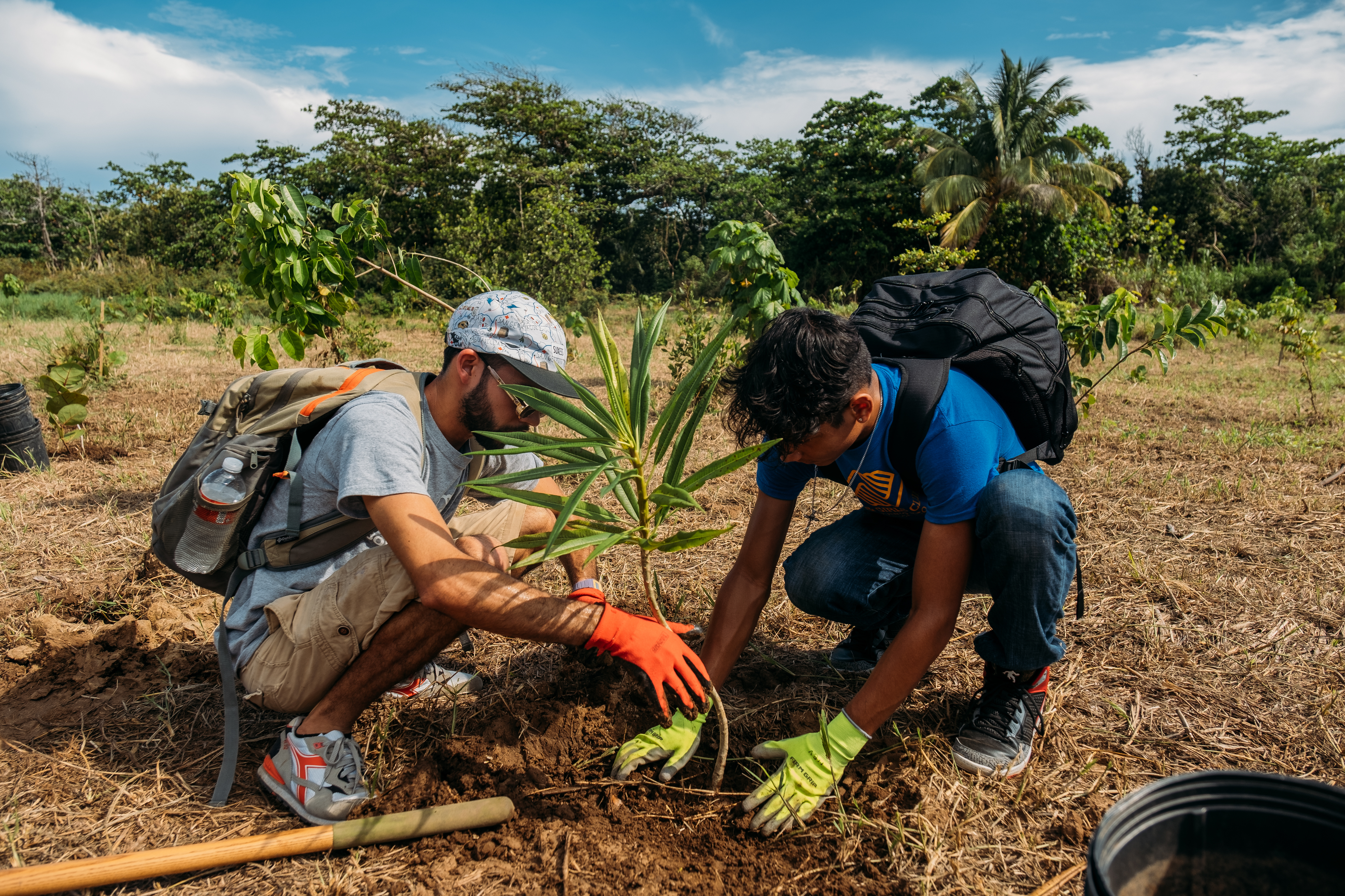 Two people plant a tree together, looking at the ground